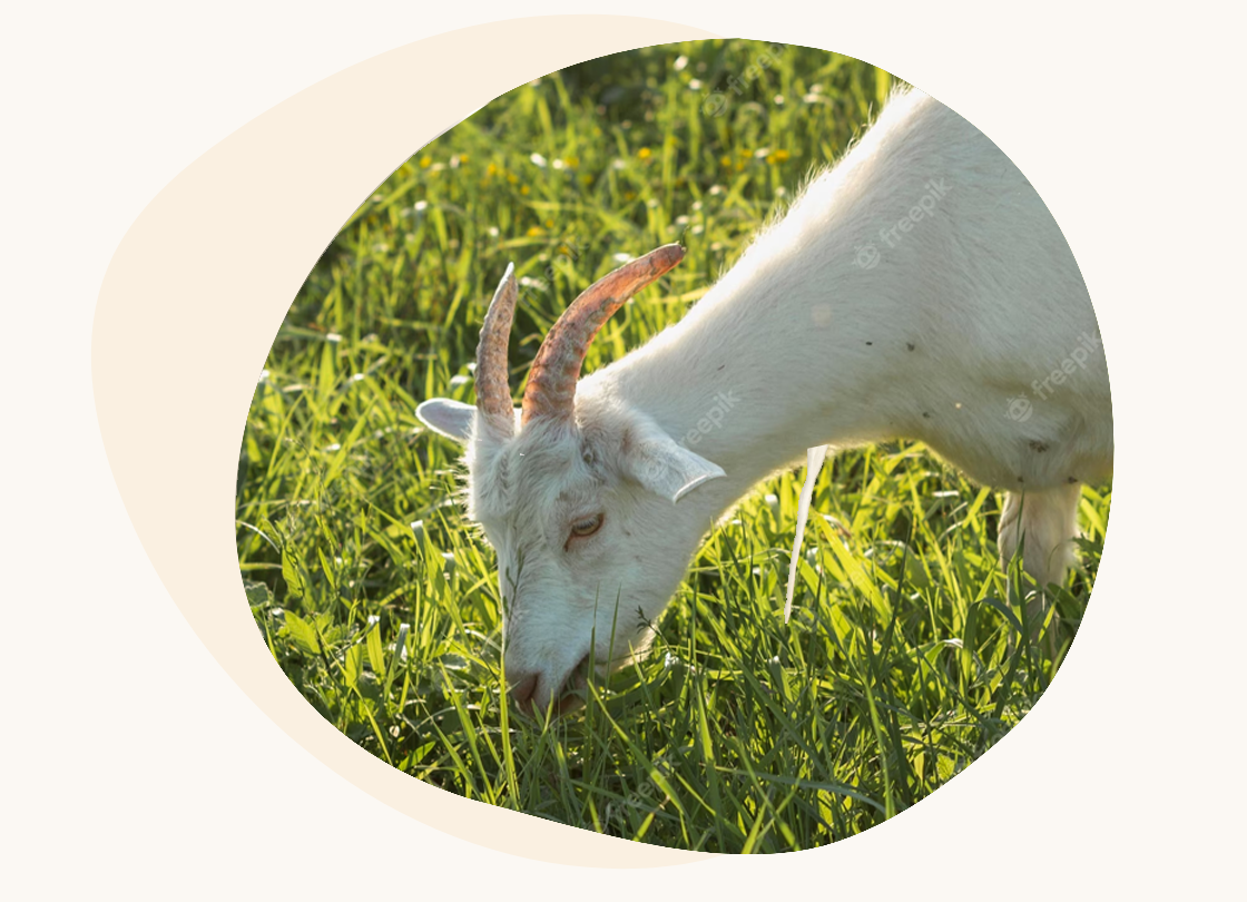 White goat grazing on pasture